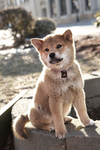 hachi.jpg