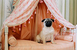 mops2006.jpg